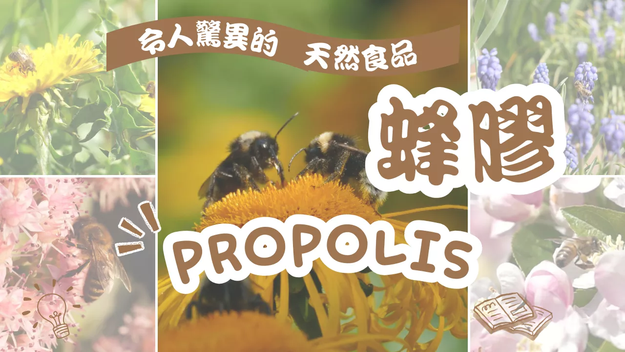 令人驚異的自然食品「蜂膠」
